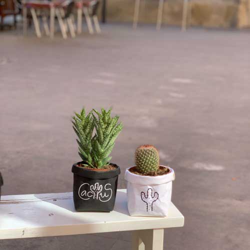 Vinilo Cactus