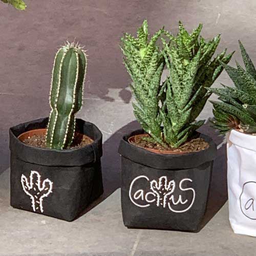Vinilo Cactus