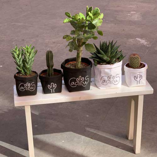 Cactus Vinyl